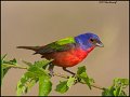 _1SB4190s painted bunting